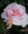 A Whiter Shade of Pale
