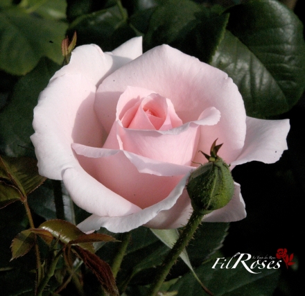 A Whiter Shade of Pale - Roses de la Tour