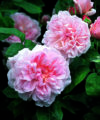 Eglantyne - David Austin 1994