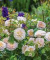 Emily Bronte - David Austin 2018 – Image 3