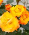 Bright Smiles - Kordes 2021 – Image 2