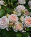 Gräfin Elke zu Rantzau (Comtesse Elke) - Kordes Parfuma (De) 2019 – Image 2
