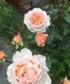 Großherzogin Luise (Grande Duchesse Louise) - Kordes Parfuma (De) 2017 – Image 2