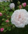 Blush Noisette