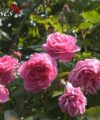 Gertrude Jekyll - David Austin
