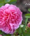 Gertrude Jekyll - David Austin
