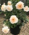Grande Duchesse Louise