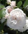 Aspirin Rose