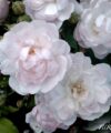 Blush Noisette