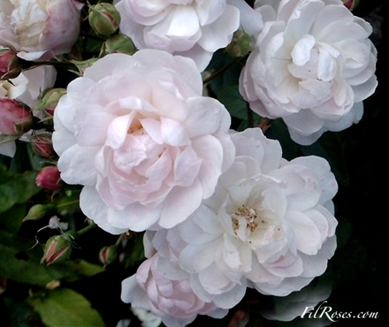 Blush Noisette