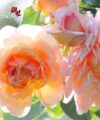 Grace - David Austin