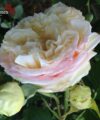 Madame Anisette