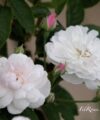 Blush Noisette