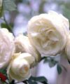 Blanc Pierre de Ronsard