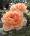 Grace - David Austin