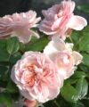 Garden of Roses