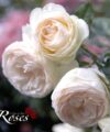 Blanc Pierre de Ronsard