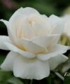 Lion's Rose