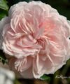 Garden of Roses