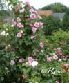 Gertrude Jekyll - David Austin