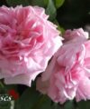 Gertrude Jekyll - David Austin