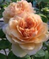Grace - David Austin