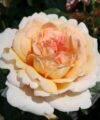 Grande Duchesse Louise