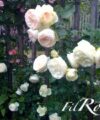 Blanc Pierre de Ronsard