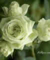 Lovely Green