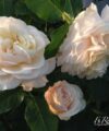 Madame Anisette