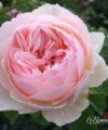 Gentle Hermione - David Austin