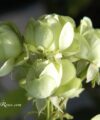 Lovely Green