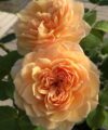 Grace - David Austin