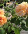 Grace - David Austin