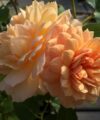 Grace - David Austin