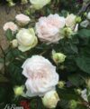 Madame Anisette