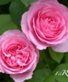 Gertrude Jekyll - David Austin