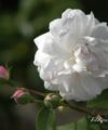 Blush Noisette