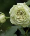 Lovely Green