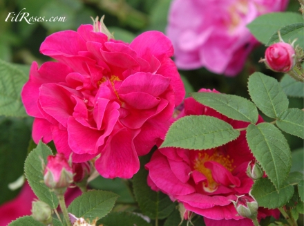 Officinalis - Rose de Provins