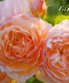 Grace - David Austin