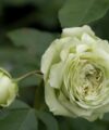 Lovely Green