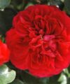 Red Leonardo Da Vinci