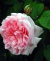 Eglantyne - David Austin 1994 – Image 3