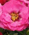 Orienta Djamila - Roses de la Tour