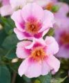Orienta Laila - Roses de la Tour