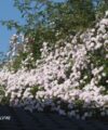 Paul's Himalayan Musk