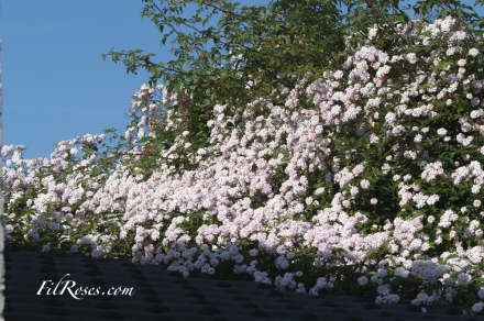 Paul's Himalayan Musk