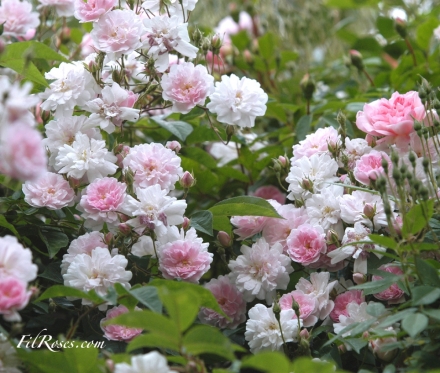 Paul's Himalayan Musk