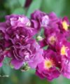 Perennial Blue